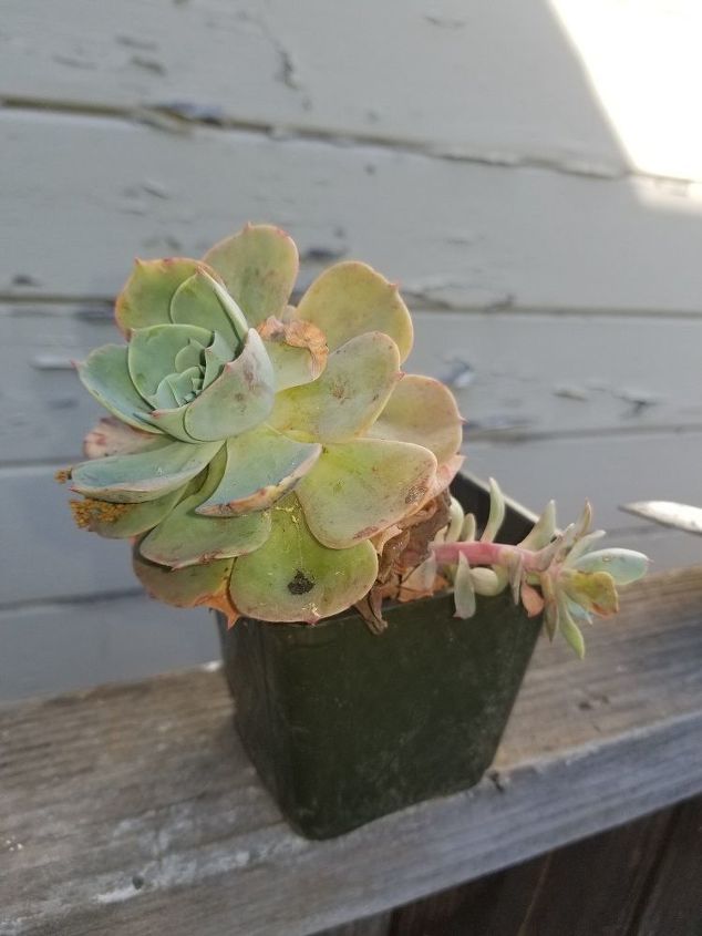 mini succulent garden in a repurposed gutter, This poor guy didn t even have a real pot
