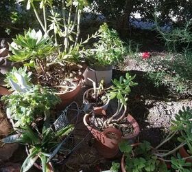 Mini jardín de suculentas en un canalón reutilizado