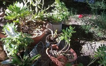 Mini Succulent Garden in a Repurposed Gutter!