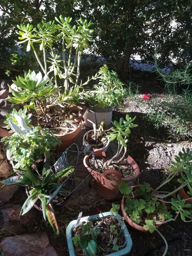 mini succulent garden in a repurposed gutter, BEFORE