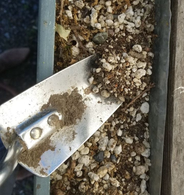 mini jardn de suculentas en un canaln reutilizado, Perlita en el suelo Usar la paleta para cavar los agujeros