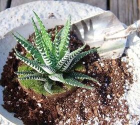 how to plant succulents in a bowl, Plant the succulents