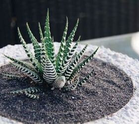how to plant succulents in a bowl, Top with sand
