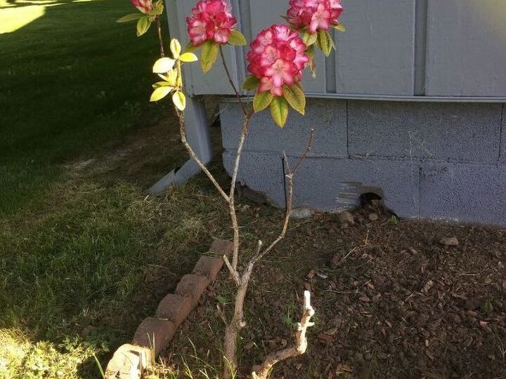 q i need help with my rhodie