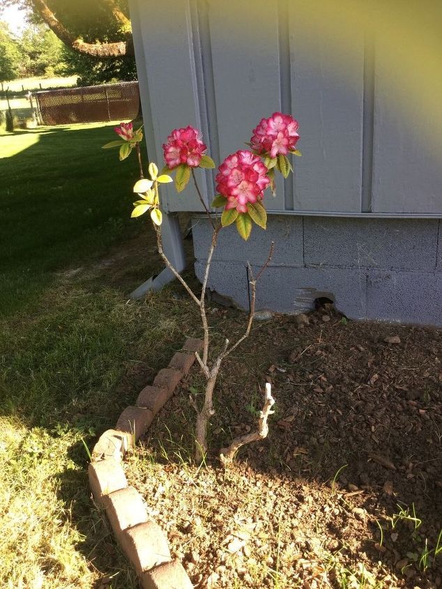 q i need help with my rhodie