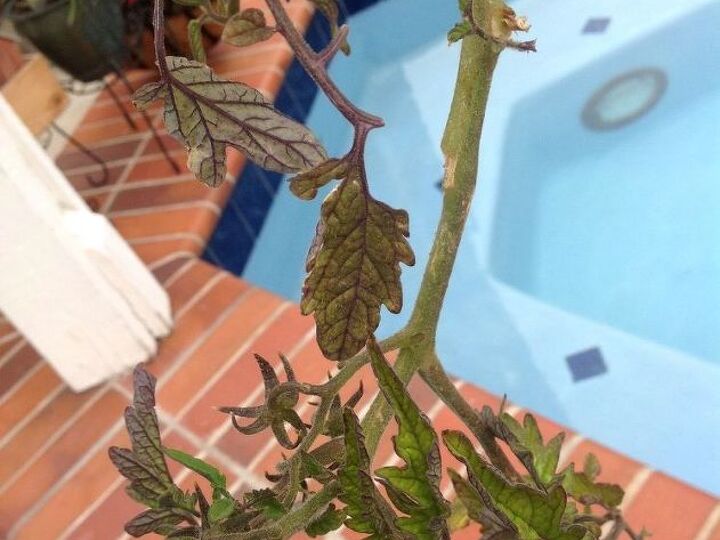 q help what s wrong with my tomatoe plant