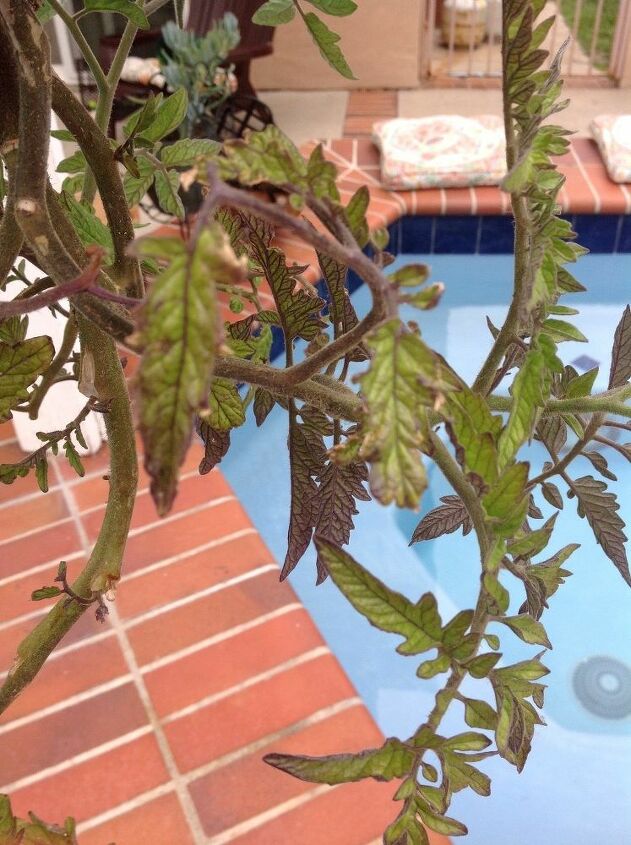 q help what s wrong with my tomatoe plant
