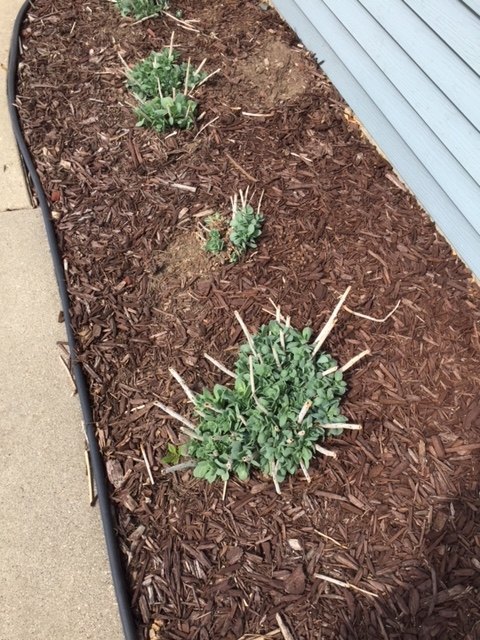 q should i pull these white stalks off our sedum