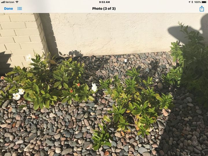 q i have these bushes and don t know the name of them