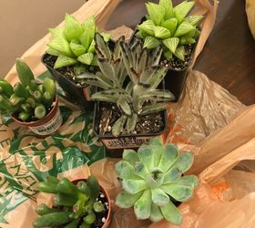 teacups and succulents, My little stash from Home Depot