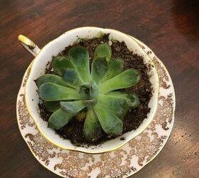 teacups and succulents