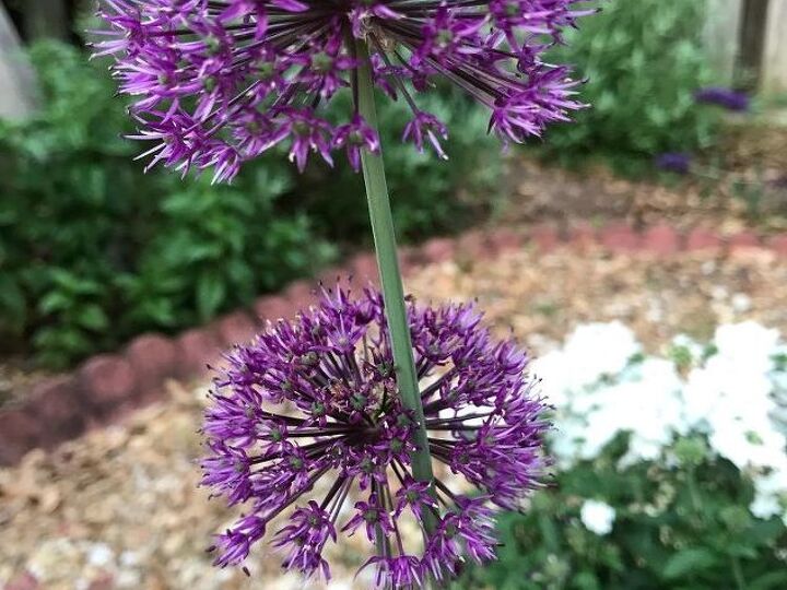q should alium flowers be deadheaded