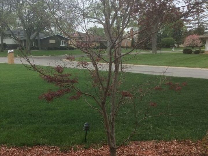 q what causes a japanese maple tree to only bloom 1 2 way
