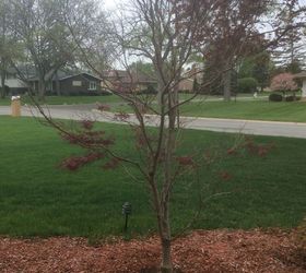 what causes a japanese maple tree to only bloom 1 2 way