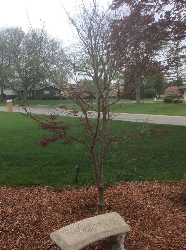 what causes a japanese maple tree to only bloom 1 2 way