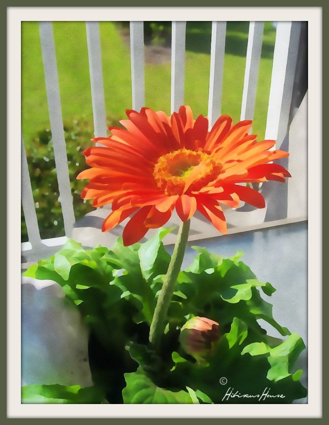 jardinagem e grberas, Esta pequena beleza senta se na mesa da varanda