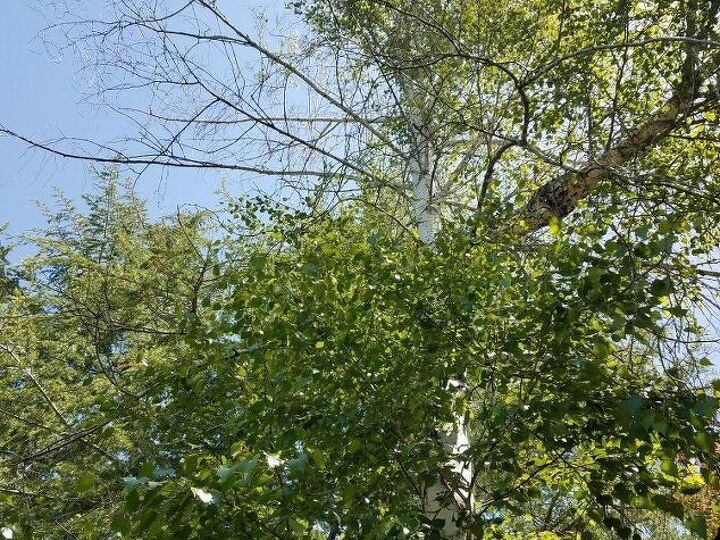 q why are our trees gradually dying off 1 or 2 limbs at a time