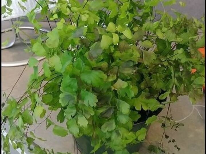 q what plant is this
