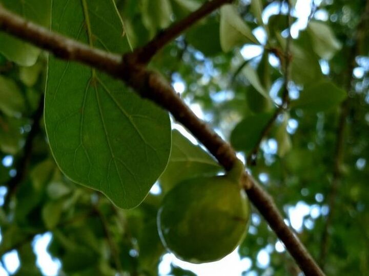q what is this on oak tree