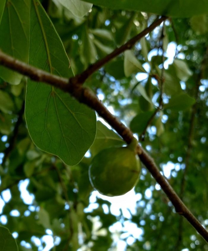 what is this on oak tree