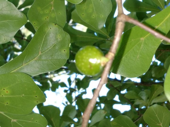 what is this on oak tree