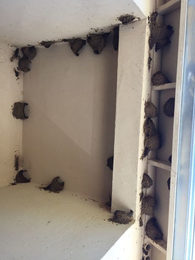 How to deter barn swallows from nesting We've allowed 50 but no more