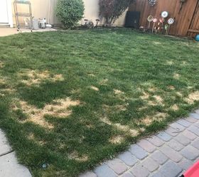 q how to fix grass ruined by pet urine
