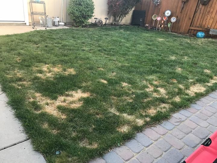 q how to fix grass ruined by pet urine