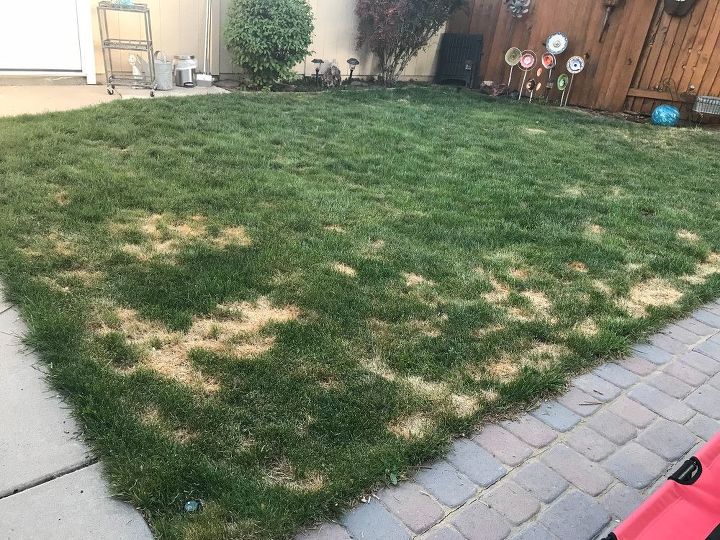 q how to fix grass ruined by pet urine