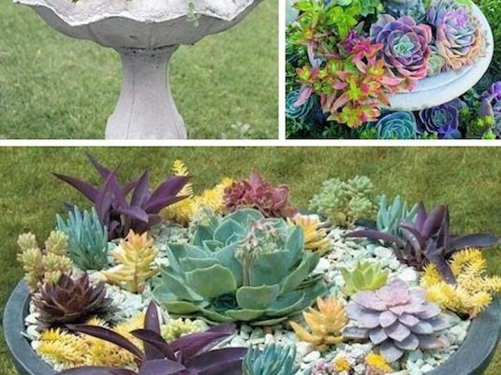 q succulent garden advice