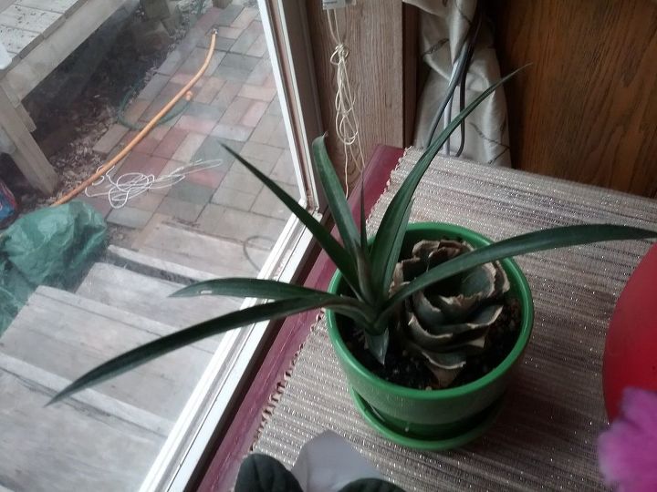 q pineapple plant