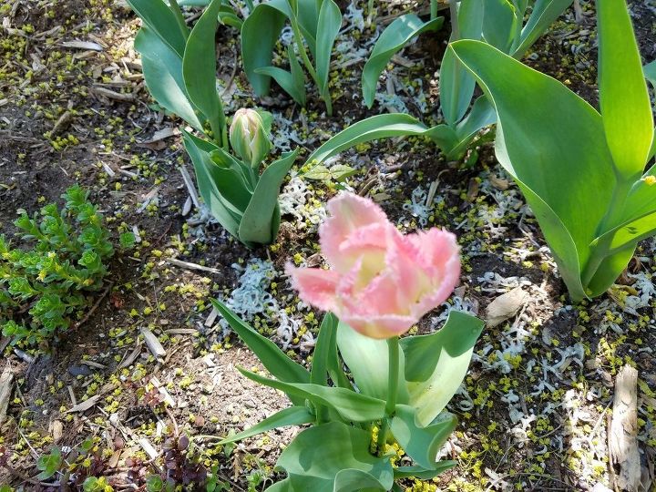 t gardens and irish spring soap