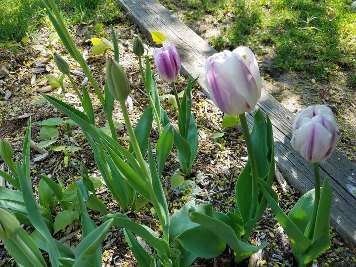 t gardens and irish spring soap