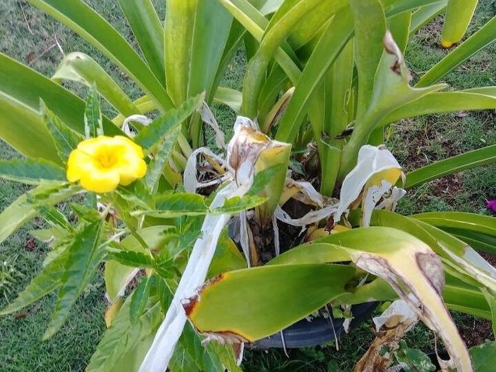 q how to get rid of snails on my flowers the enviromentaly safe