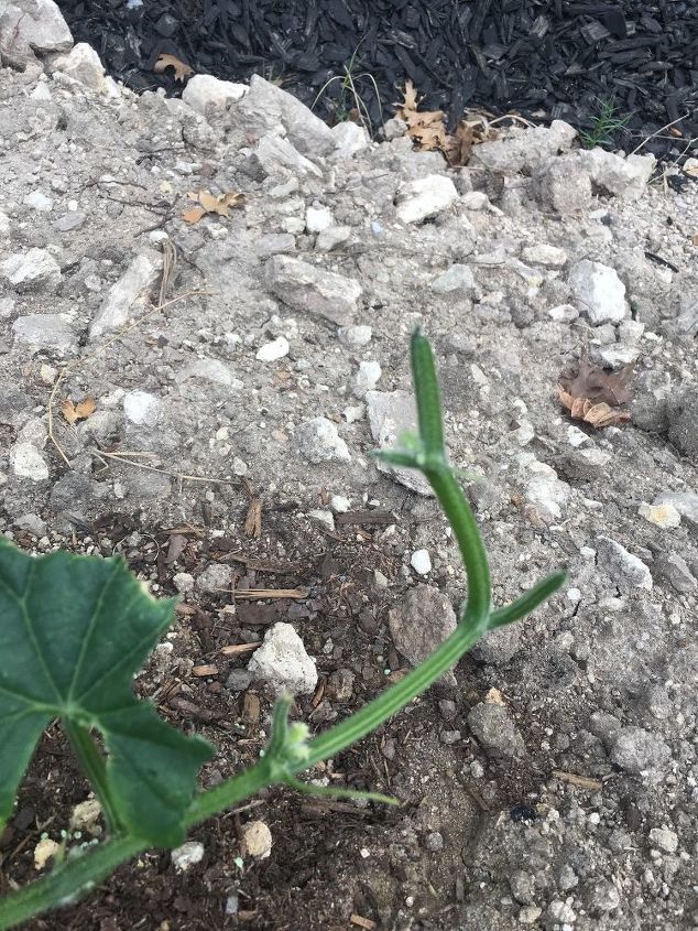 Squash/cucumber stems being eaten leafs falling off due to this Squash/cucumber stems being eaten leafs falling off due to this