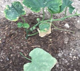 Squash/cucumber stems being eaten ,leafs falling off due to this