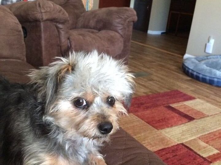 q how can i get my dogs to stay in a cage and stop barking