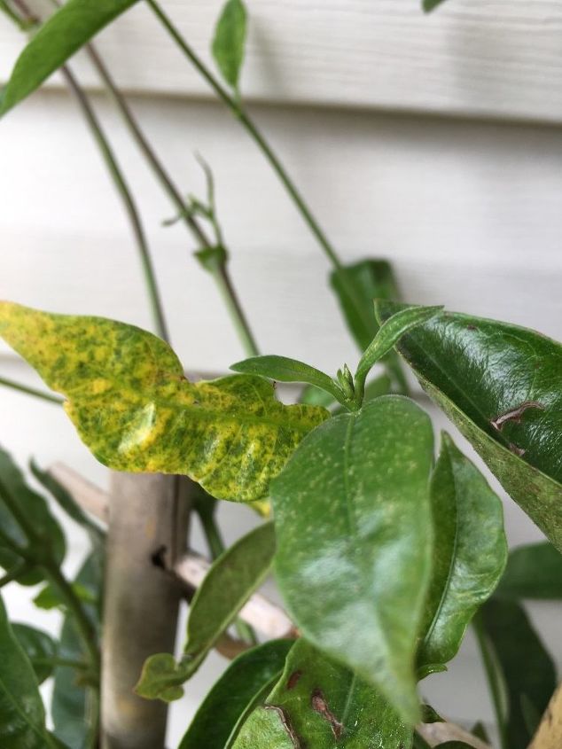 fungus or something on my potted outdoor mandevilla suggestions