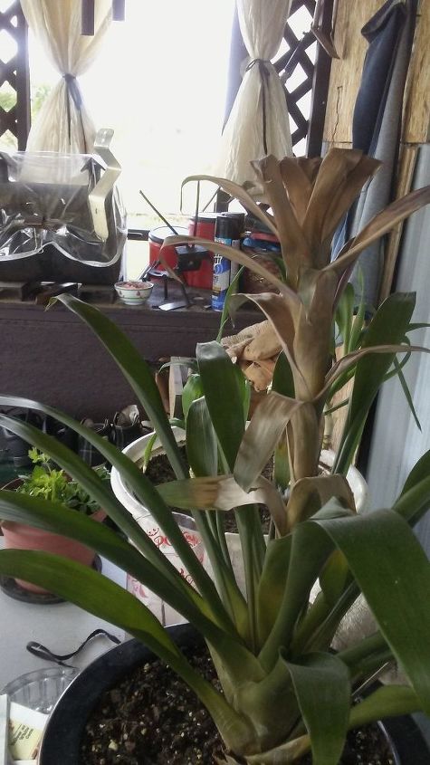is it possible to revive a bromeliad plant
