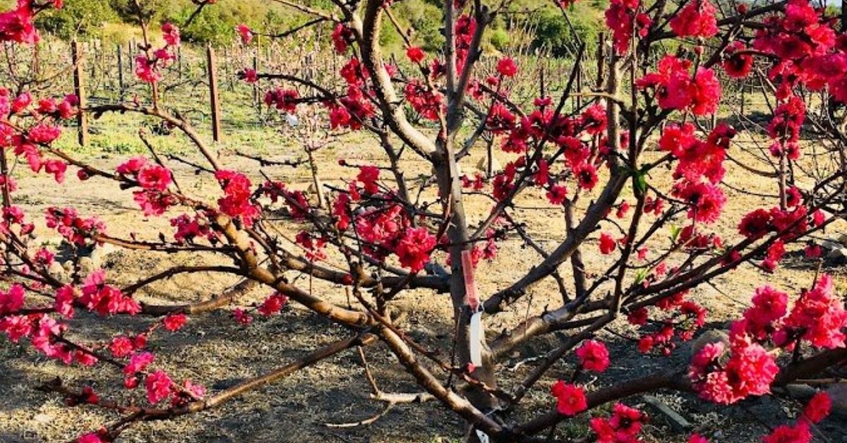 Make Your Fruit Tree Bloom Hometalk