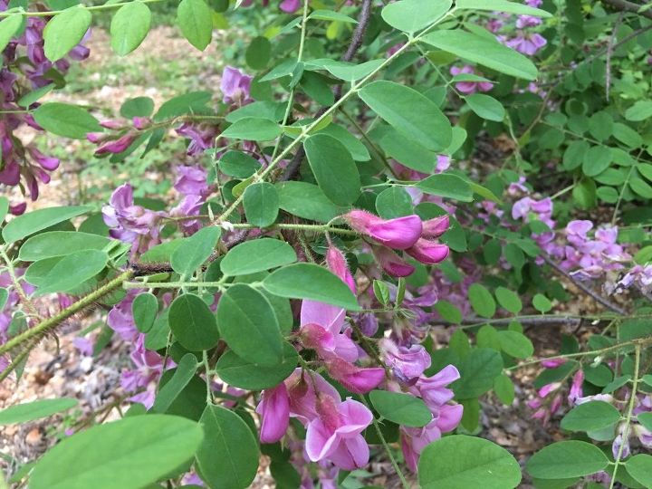 q help what are these lovely flowering plants