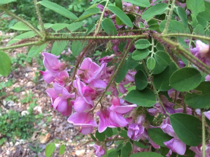 q help what are these lovely flowering plants