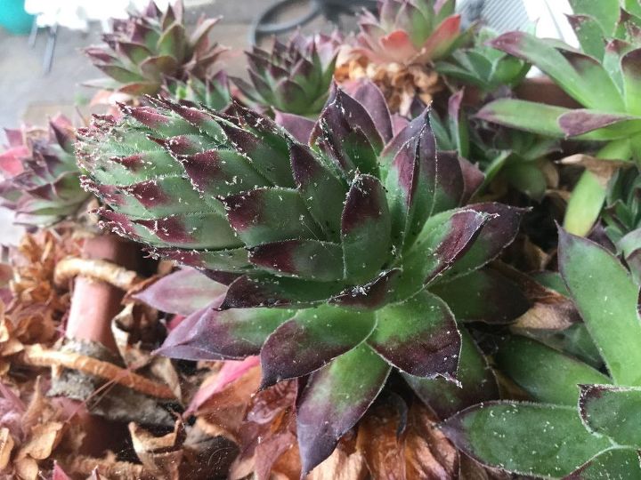 q what s on these succulents