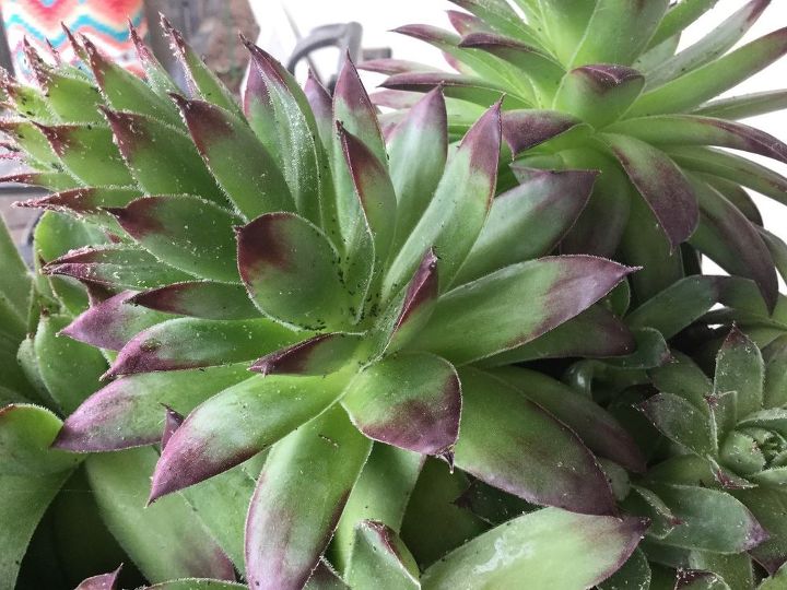 q what s on these succulents