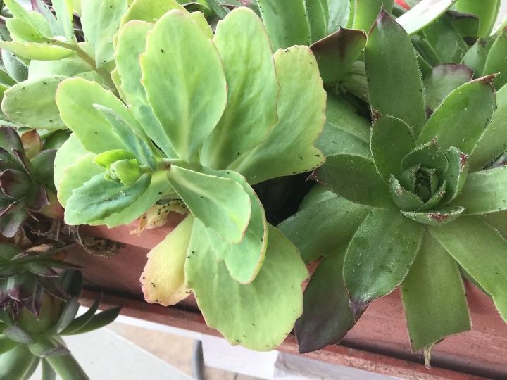 q what s on these succulents