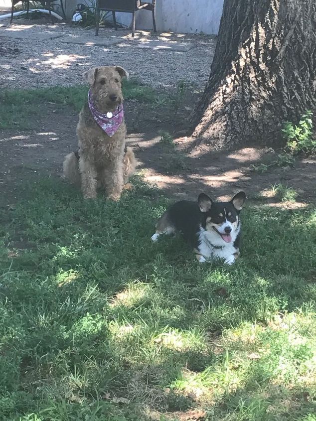 Inexpensive Landscaping Without Grass Or Plants And Dog Friendly Q Inexpensive Landscaping Without Grass Or Plants And Dog Friendly