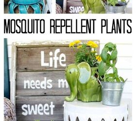 mosquito repellent plants