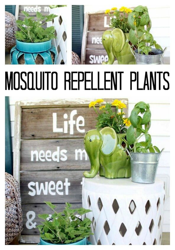 mosquito repellent plants