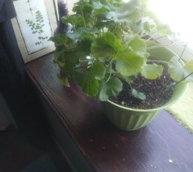 q how can i help my geraniums to bloom