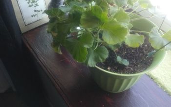 How can i help my geraniums to bloom?